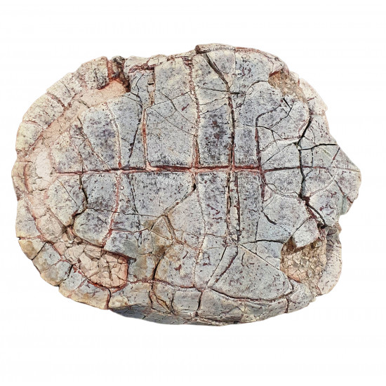 stylemys nebrascensis (turtle)