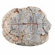 stylemys nebrascensis (turtle)