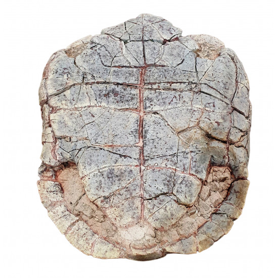 stylemys nebrascensis (turtle)
