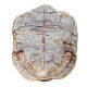stylemys nebrascensis (turtle)