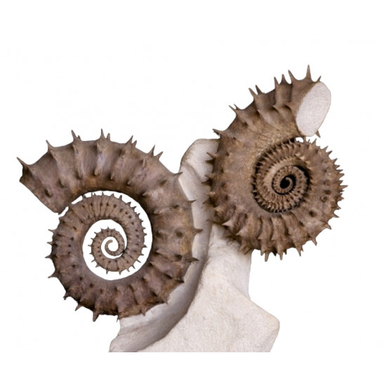 gassendiceras multicostatum