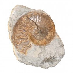 Pseudoamaltheus englerhardti