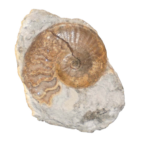 Pseudoamaltheus englerhardti