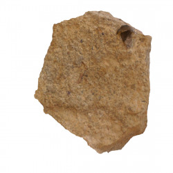 Rhyncolites hirundo 