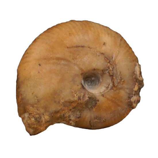Morphoceras multiformis