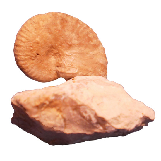 Phlycticeras sp