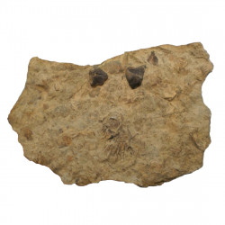 Rhyncolites hirondu