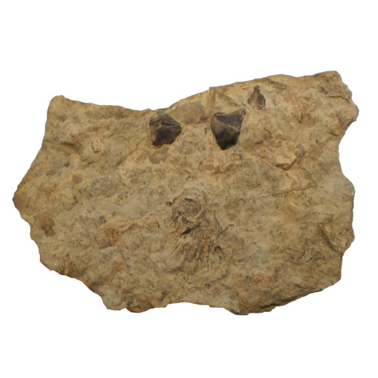 Rhyncolites hirondu