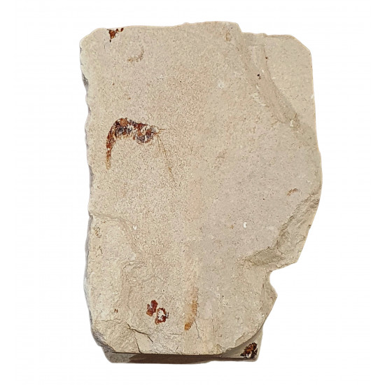 Benthessicumus sp