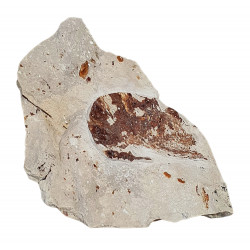 Benthessicumus sp