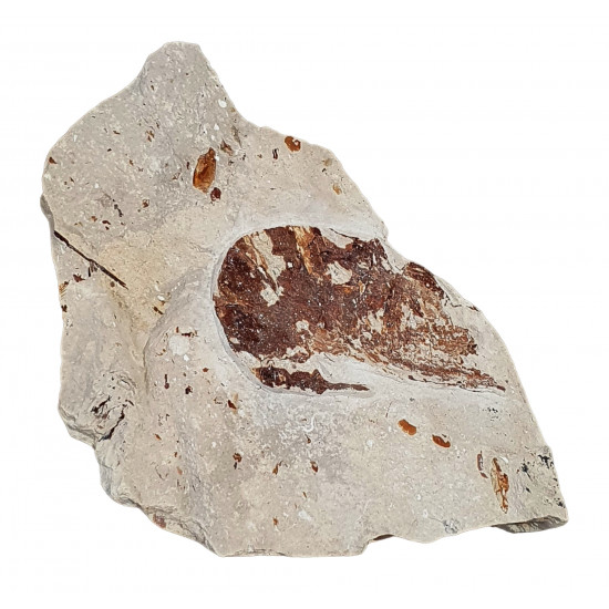 Benthessicumus sp