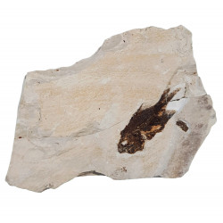 omosoma sahelalmae
