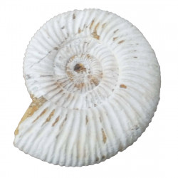 Kranaosphinctes rabei
