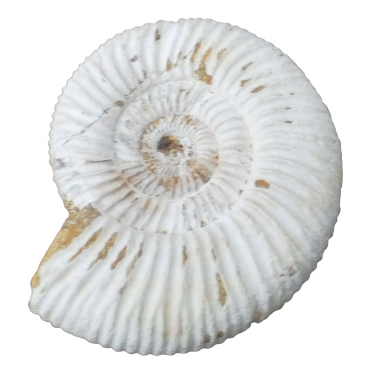Kranaosphinctes rabei