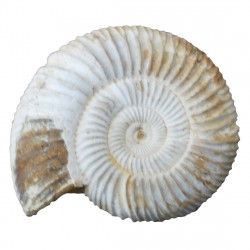 Kranaosphinctes rabei