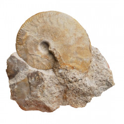Oppelia subradiata