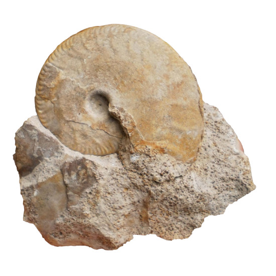 Oppelia subradiata