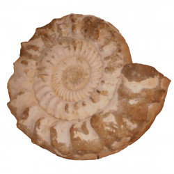 Kranaosphinctes rabei