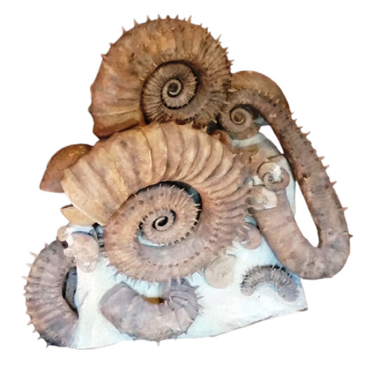 gassendiceras alpinum - ancyloceras vandenhecki - acrioceras sp 