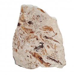 Protozoea hilgendorfi
