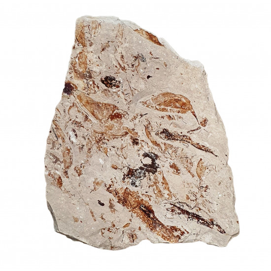 Protozoea hilgendorfi