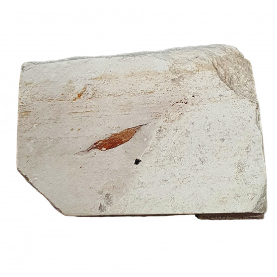 Protozoea hilgendorfi