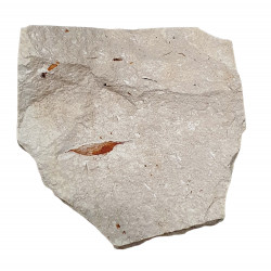 Protozoea hilgendorfi