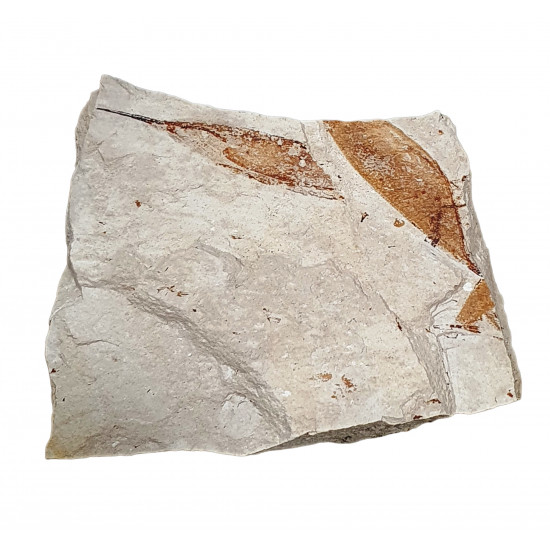 Protozoea hilgendorfi