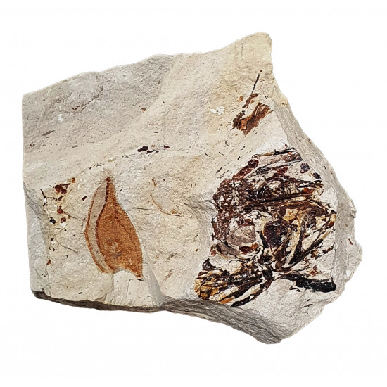 Protozoea hilgendorfi