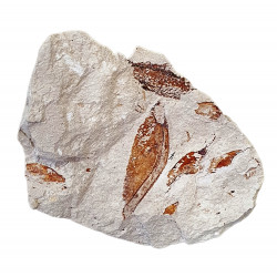Protozoea hilgendorfi