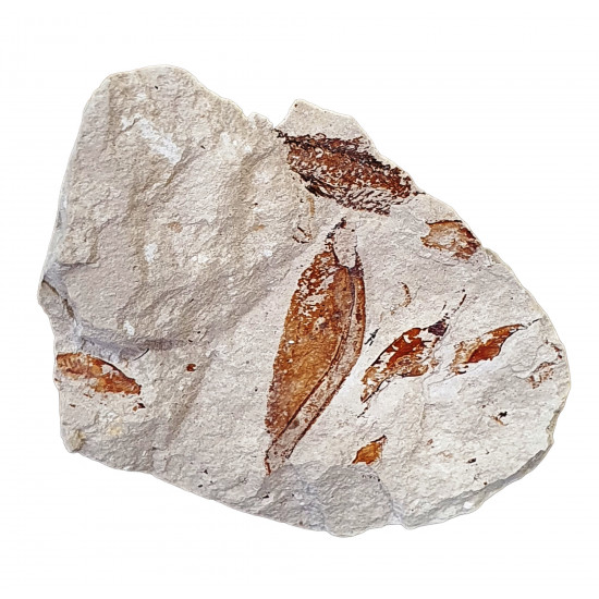 Protozoea hilgendorfi