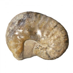 Scaphites reesidei