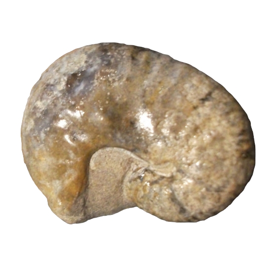 Scaphites reesidei