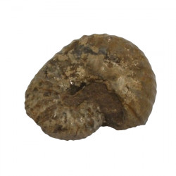 Scaphites reesidei