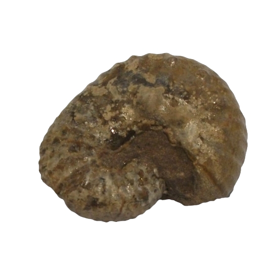 Scaphites reesidei
