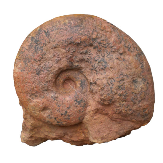 Pachylytoceras dilucidum