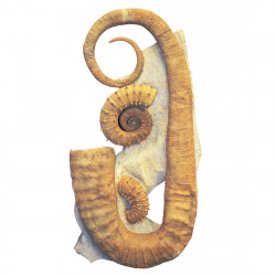 Moutoniceras moutonianum et gassendiceras quelquejeui