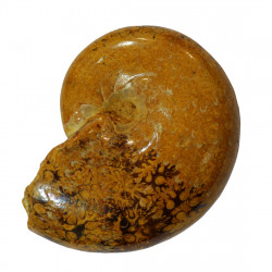 Ptychophylloceras subptychoicum MD12