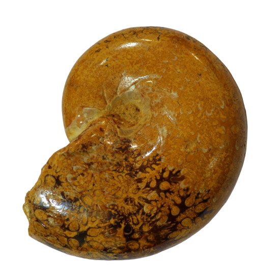 Ptychophylloceras subptychoicum MD12