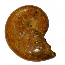 Ptychophylloceras subptychoicum MD2