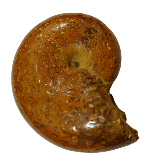Ptychophylloceras subptychoicum MD2