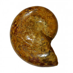 Ptychophylloceras subptychoicum MD4