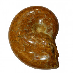 Ptychophylloceras subptychoicum MD8
