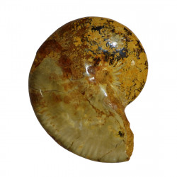taramelliceras externnodosum MT1
