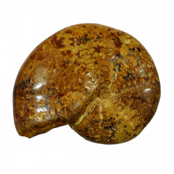 holcophylloceras polyolum