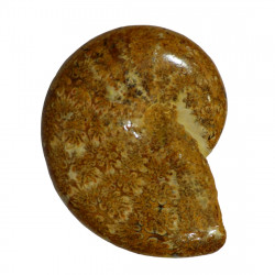 holcophylloceras polyolum