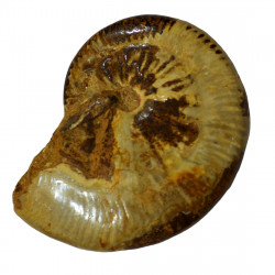 taramelliceras externnodosum MT3