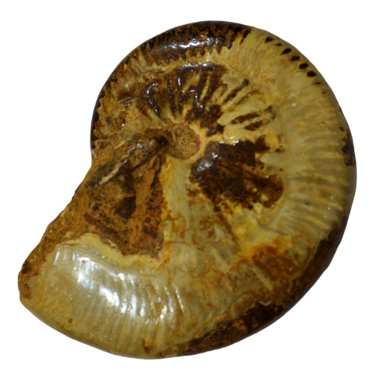 taramelliceras externnodosum MT3