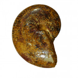 taramelliceras externnodosum MT5