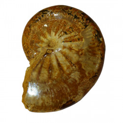 taramelliceras externnodosum MT6